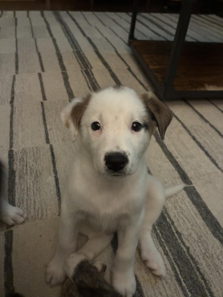 Kenneth, a Adoptable mixed breed in Jefferson Hills, PA image 3/3