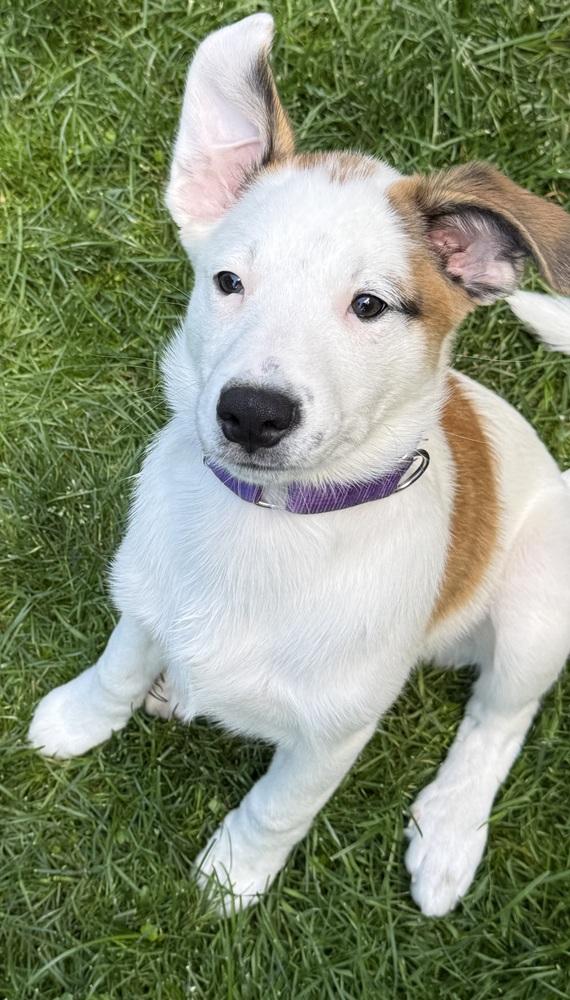 Enlarge Kenneth, a Adoptable mixed breed in Jefferson Hills, PA image 3/5