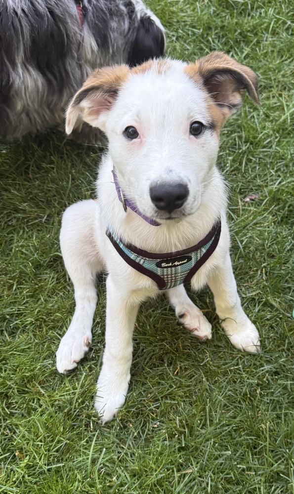 Enlarge Kenneth, a Adoptable mixed breed in Jefferson Hills, PA image 4/5
