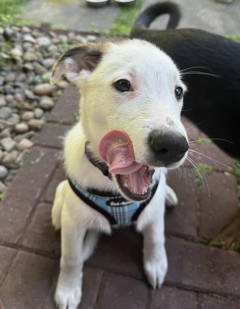 Enlarge Kenneth, a Adoptable mixed breed in Jefferson Hills, PA image 5/5