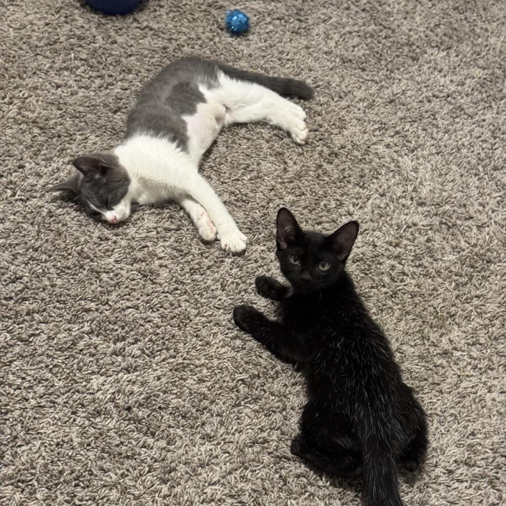 Wren, Adoptable, Kitten Female Domestic Short Hair.