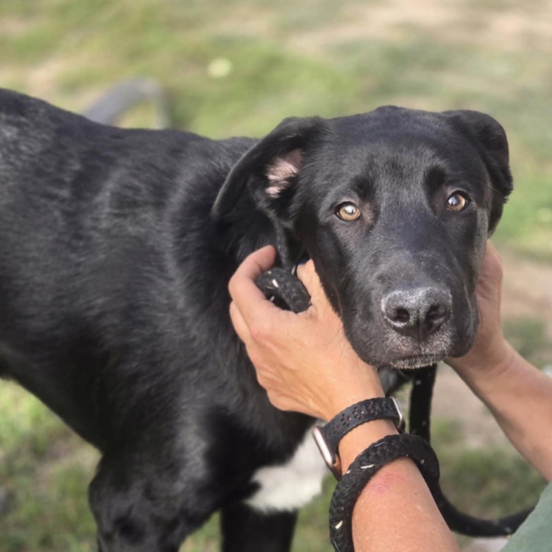 Remington, an adoptable Catahoula Leopard Dog in BUTTE, MT, 59701 | Photo Image 5
