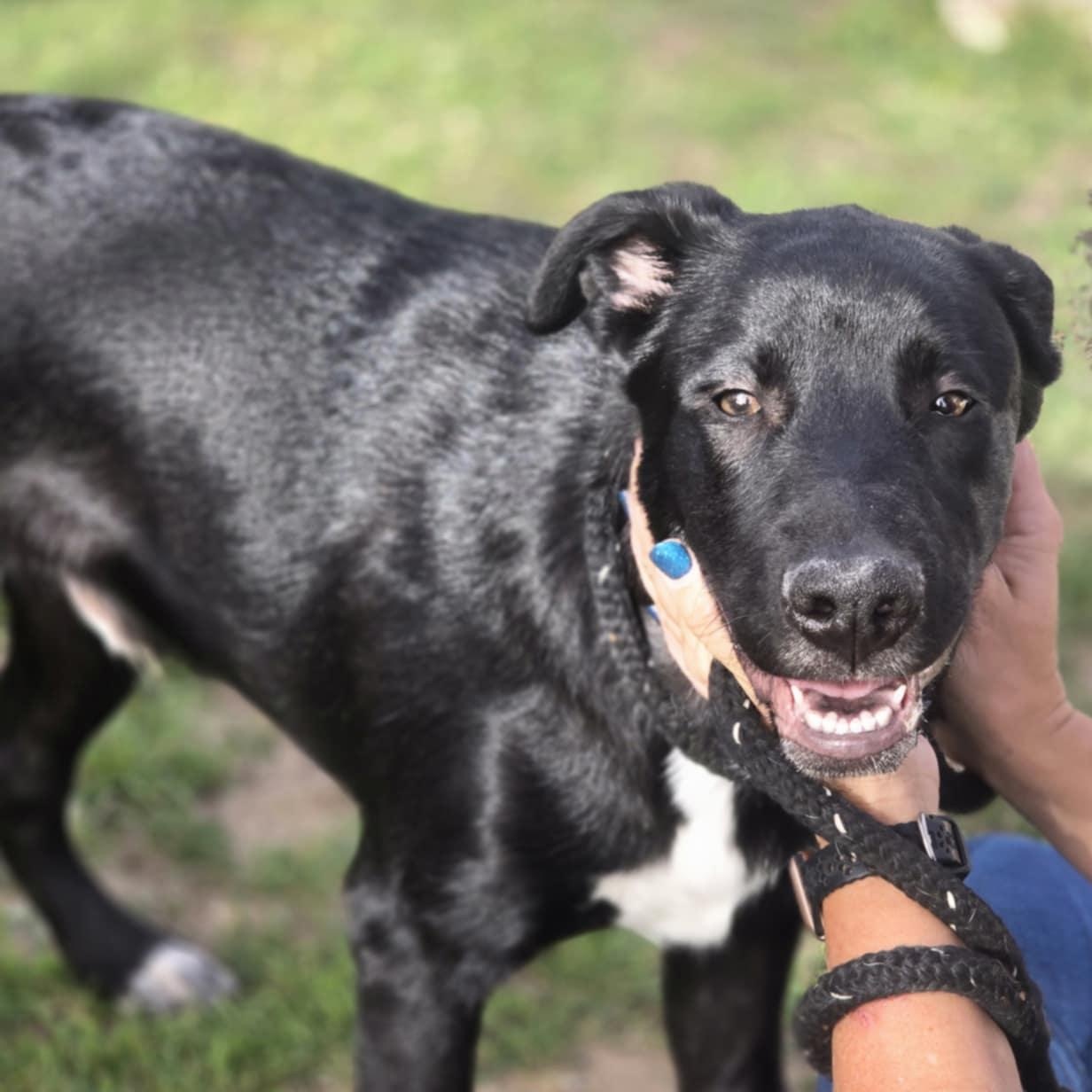 Remington, an adoptable Catahoula Leopard Dog in BUTTE, MT, 59701 | Photo Image 4