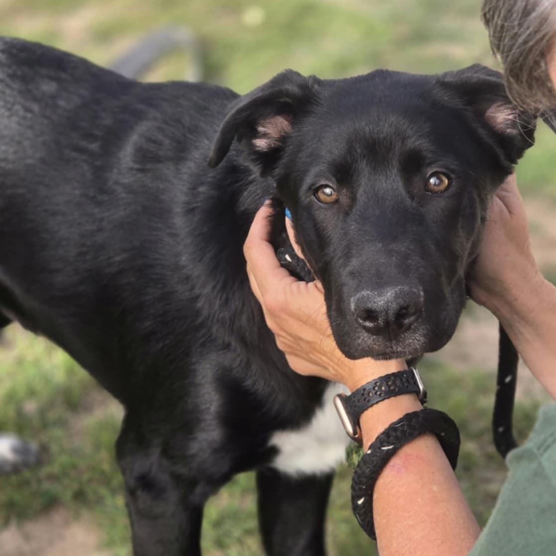 Remington, an adoptable Catahoula Leopard Dog in BUTTE, MT, 59701 | Photo Image 2