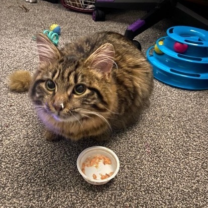 Enlarge Josie, a Adopted Domestic Medium Hair in Saint Francis, MN image 1/1