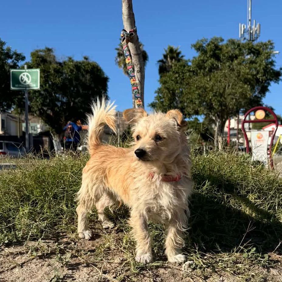 Enlarge Noah, a Adoptable Border Terrier in San Diego, CA image 1/6