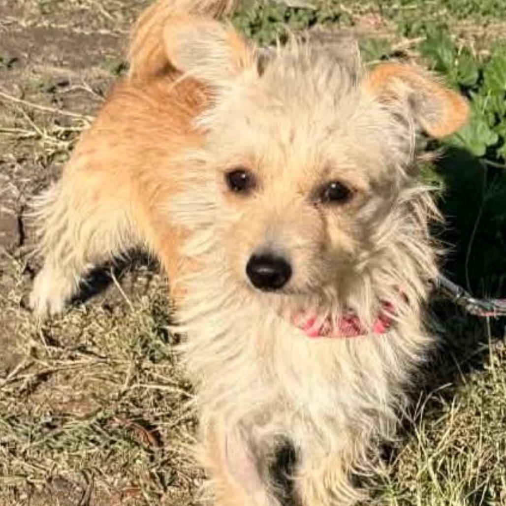 Enlarge Noah, a Adoptable Border Terrier in San Diego, CA image 2/6