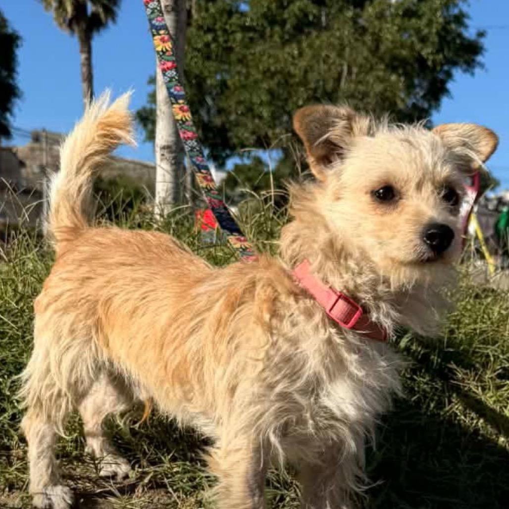 Enlarge Noah, a Adoptable Border Terrier in San Diego, CA image 3/6