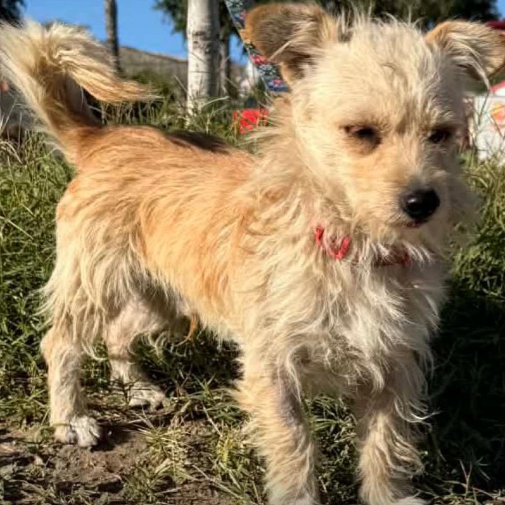 Enlarge Noah, a Adoptable Border Terrier in San Diego, CA image 4/6