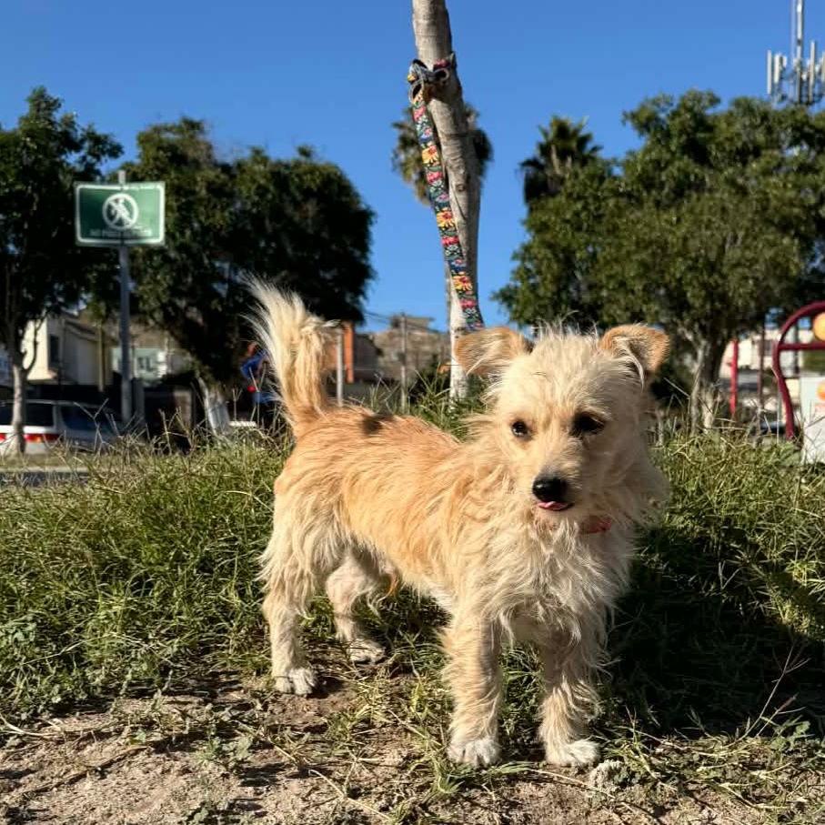 Enlarge Noah, a Adoptable Border Terrier in San Diego, CA image 5/6