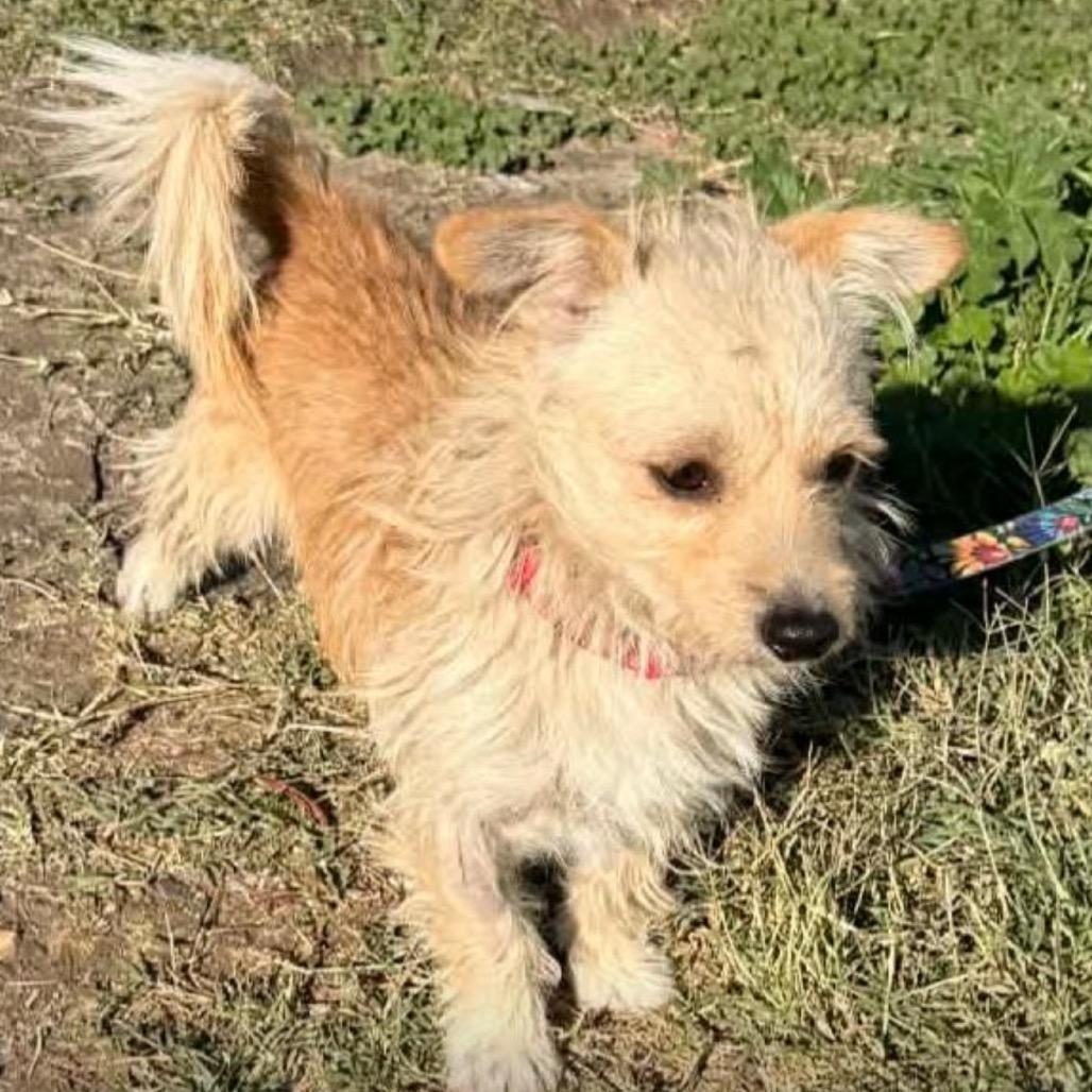Enlarge Noah, a Adoptable Border Terrier in San Diego, CA image 6/6