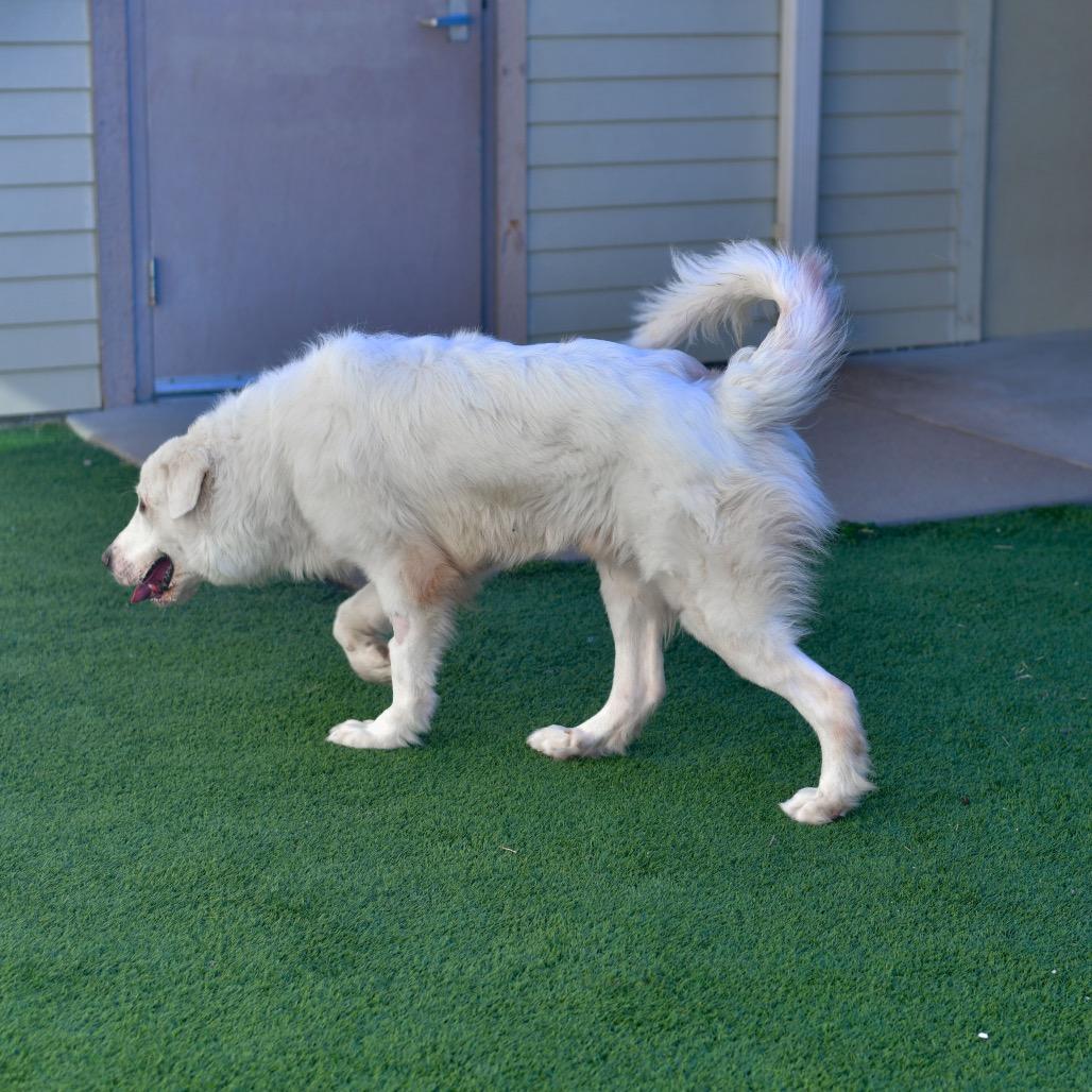 Enlarge Hercules, a Adoptable Great Pyrenees in Ottawa, KS image 2/2