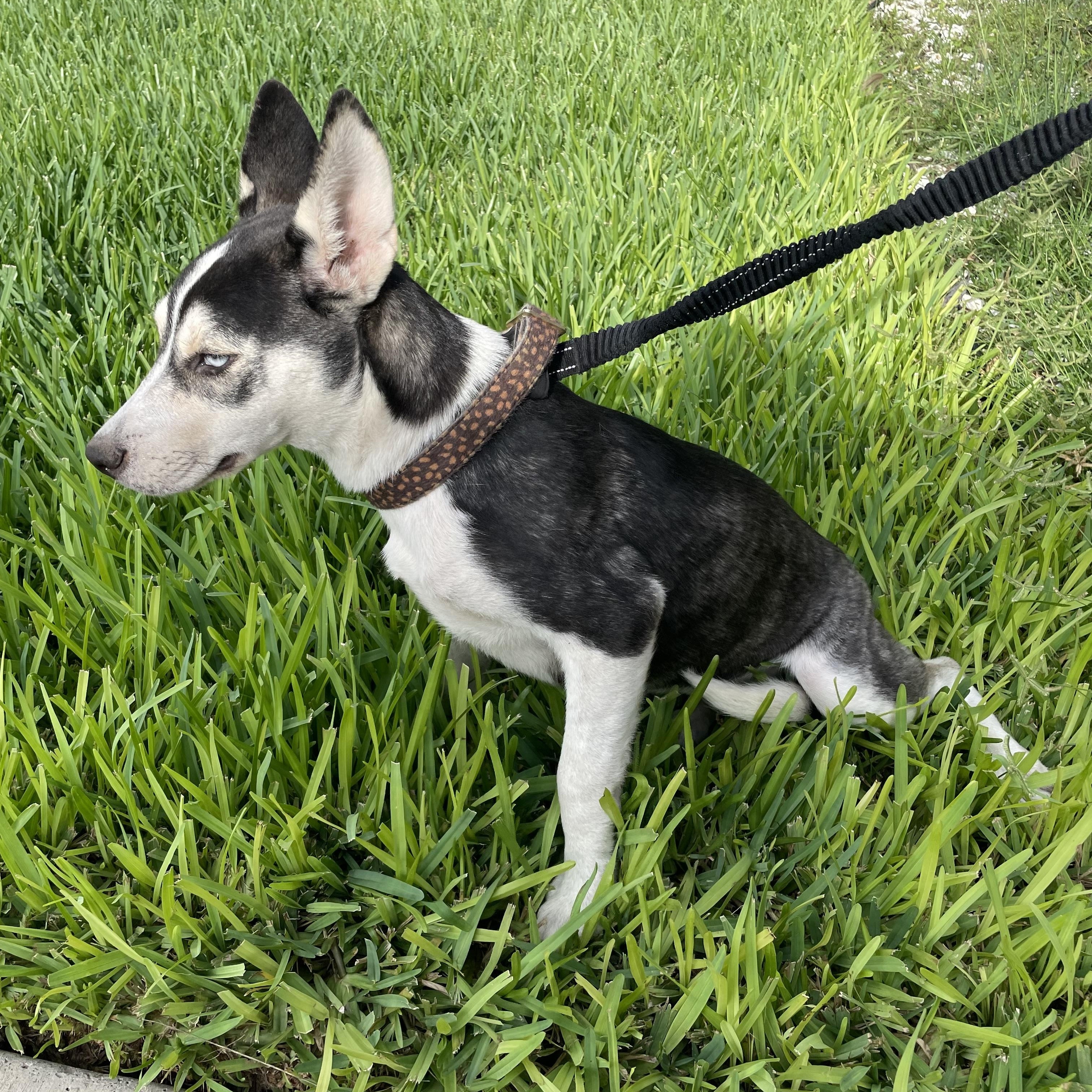 Athena