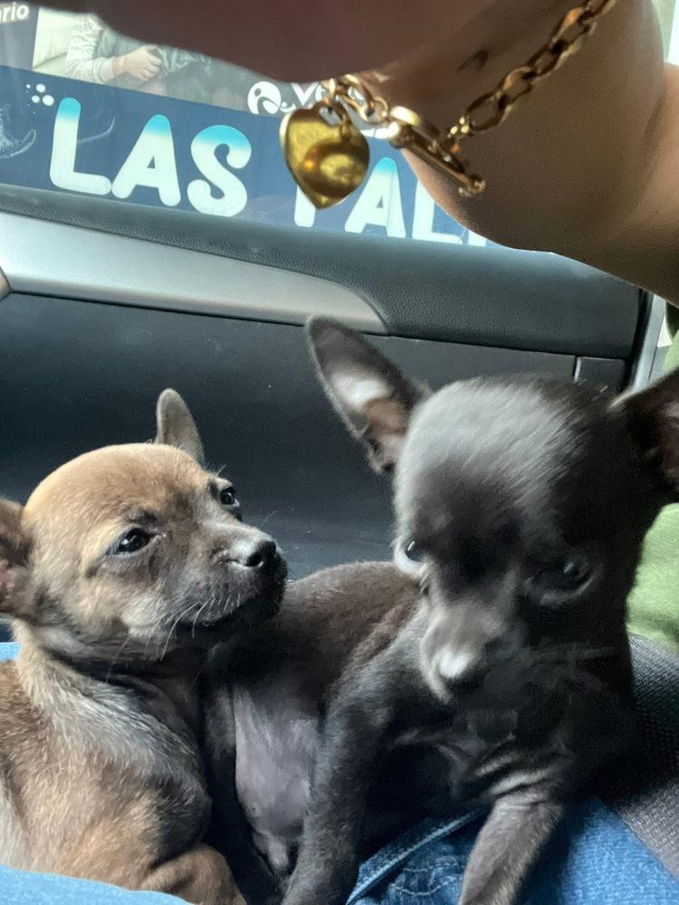 Enlarge Paola, a Adoptable Chihuahua in Escondido, CA image 1/4
