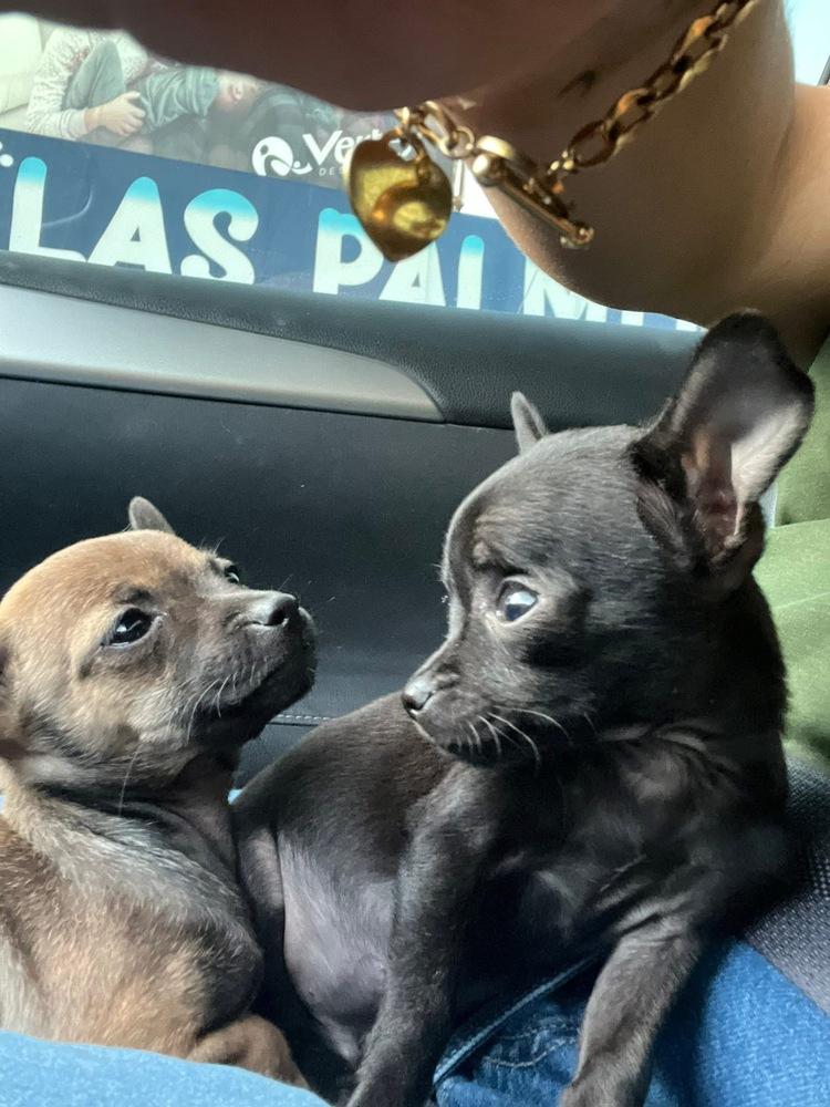 Enlarge Paola, a Adoptable Chihuahua in Escondido, CA image 2/4