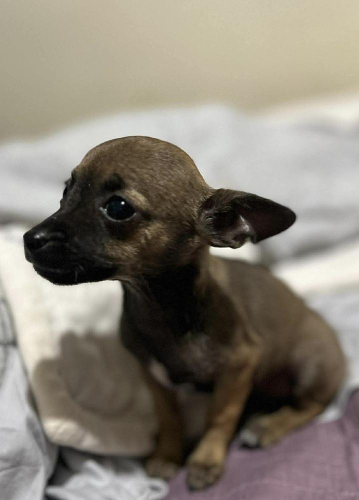 Enlarge Paola, a Adoptable Chihuahua in Escondido, CA image 3/4