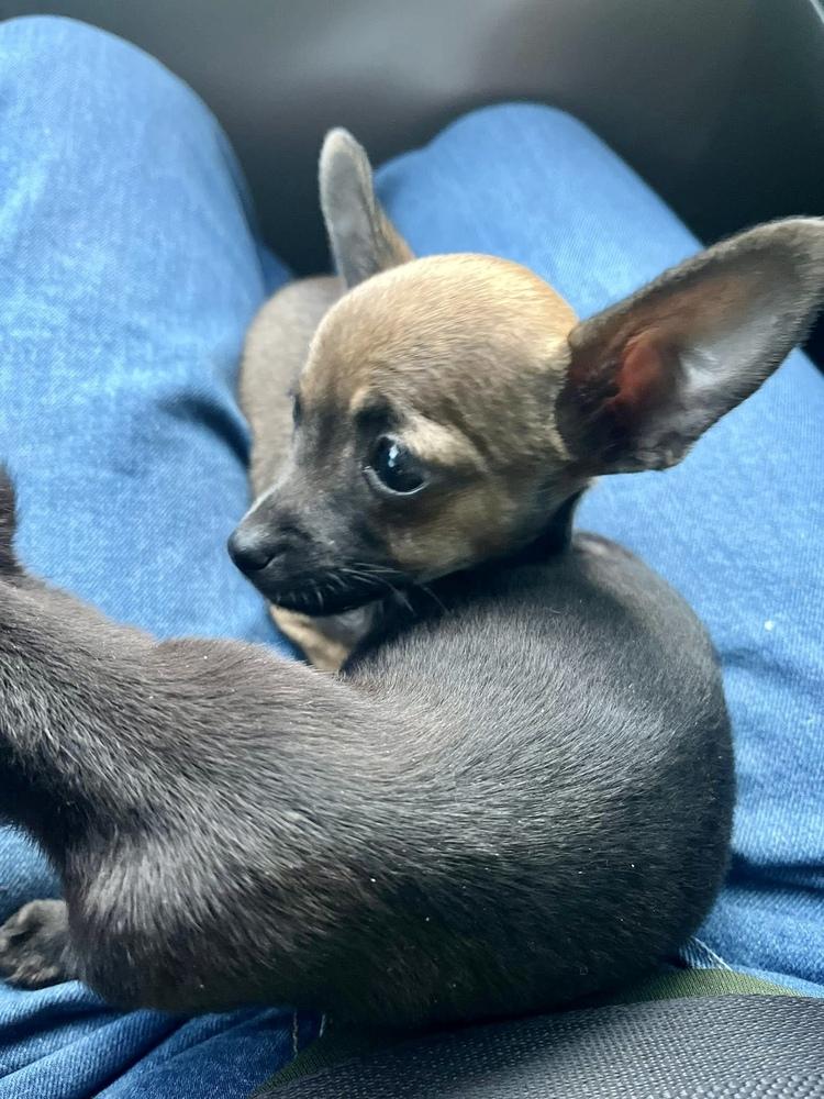 Enlarge Paola, a Adoptable Chihuahua in Escondido, CA image 4/4