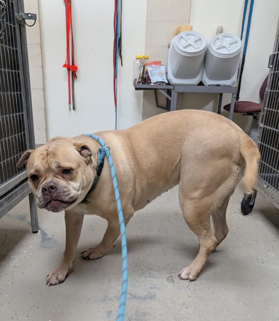 Asha, Adopted, Adult Female Mixed Breed.