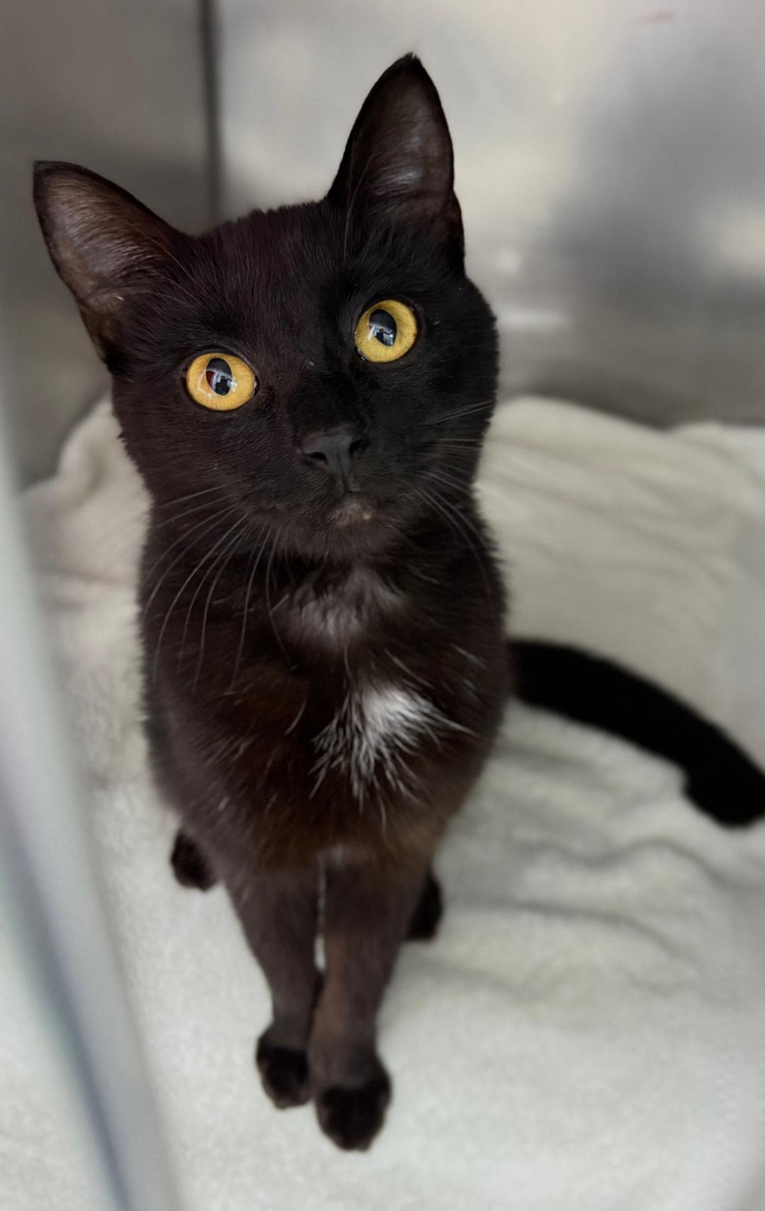 Kenyon, adopted, Young Female Domestic Short Hair.