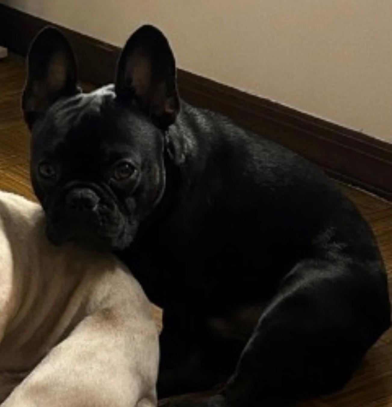 Diesel, Adopted, Adult Male French Bulldog.