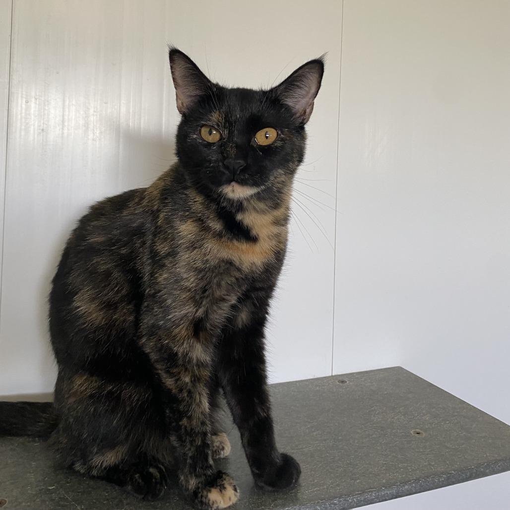 Enlarge Bertie, a Adoptable Domestic Short Hair in Green Bay, WI image 1/4