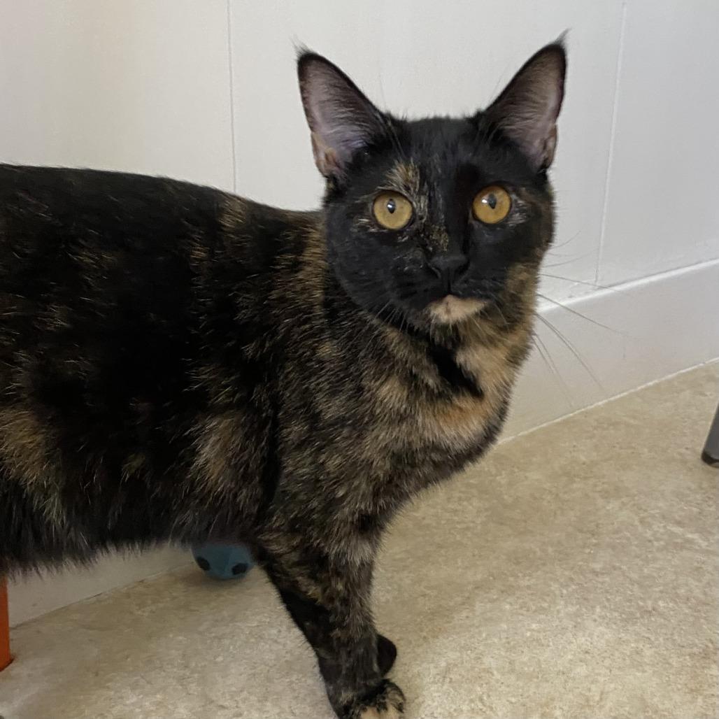 Enlarge Bertie, a Adoptable Domestic Short Hair in Green Bay, WI image 2/4