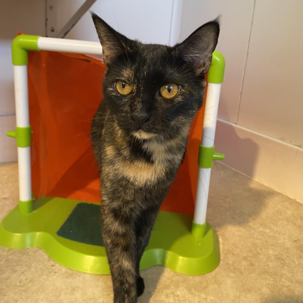 Enlarge Bertie, a Adoptable Domestic Short Hair in Green Bay, WI image 3/4