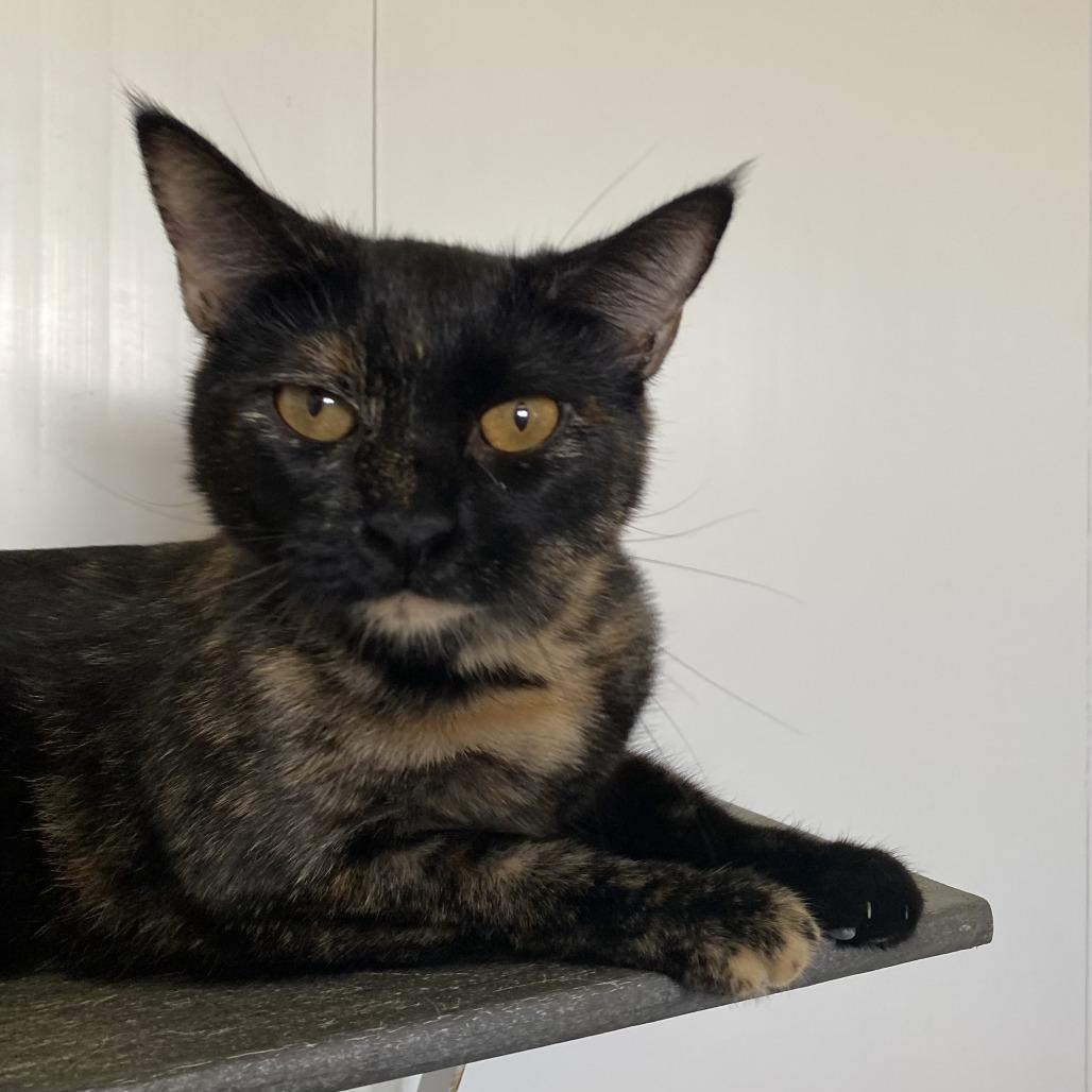 Enlarge Bertie, a Adoptable Domestic Short Hair in Green Bay, WI image 4/4
