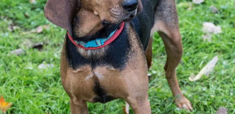 Enlarge Princess, a Adoptable mixed breed in Duart, ON image 2/4