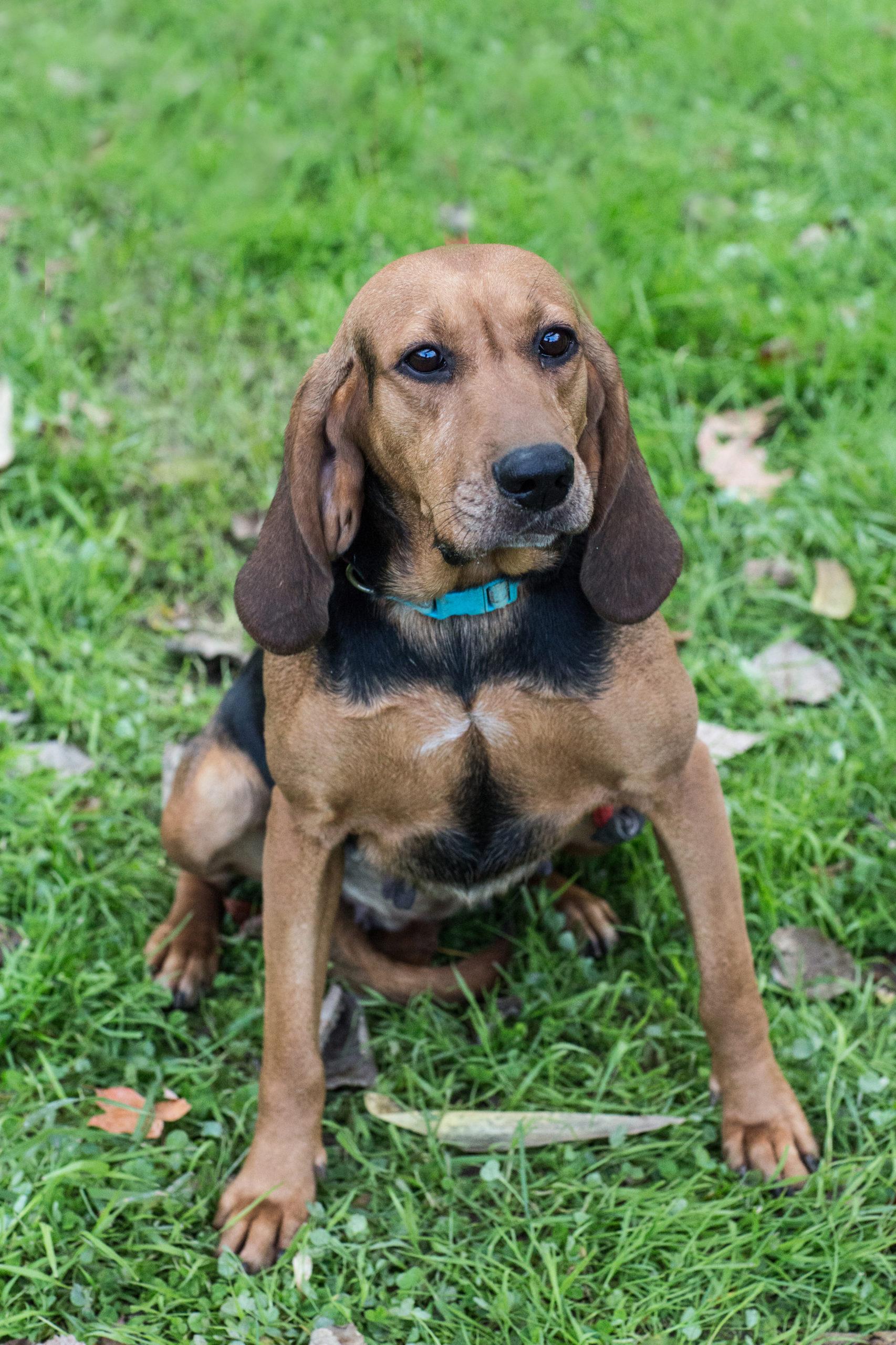 Princess, a Adoptable mixed breed in Duart, ON image 3/4