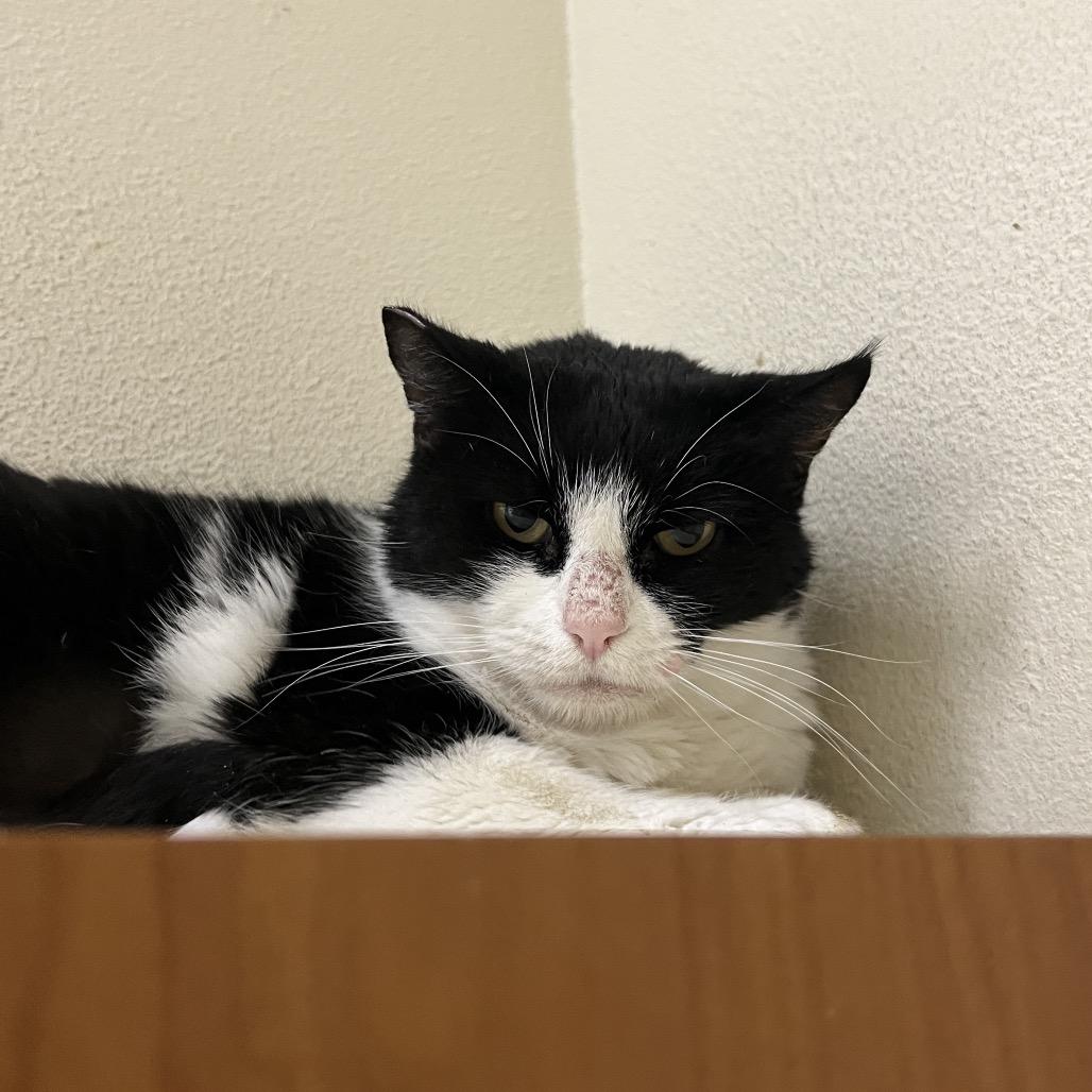 Rita, Adoptable, Adult Female Domestic Short Hair.