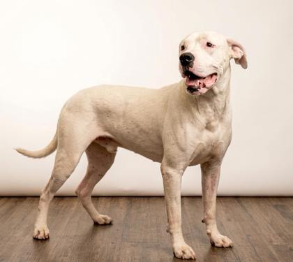 Ghoul, Adoptable, Young Male Dogo Argentino & Mixed Breed.