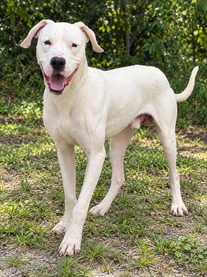 Enlarge Ghoul, a Adoptable mixed breed in Palm Coast, FL image 2/3