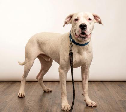 Enlarge Ghoul, a Adoptable mixed breed in Palm Coast, FL image 3/3