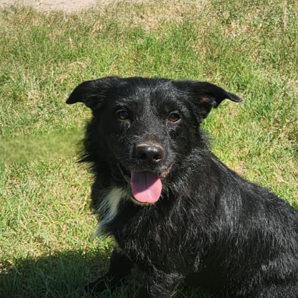 Stanley JuM*, Adoptable, Adult Male Terrier & Shar-Pei.