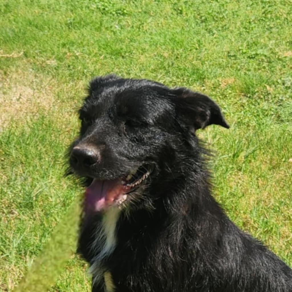 Stanley JuM*, Adoptable, Adult Male Terrier & Shar-Pei.