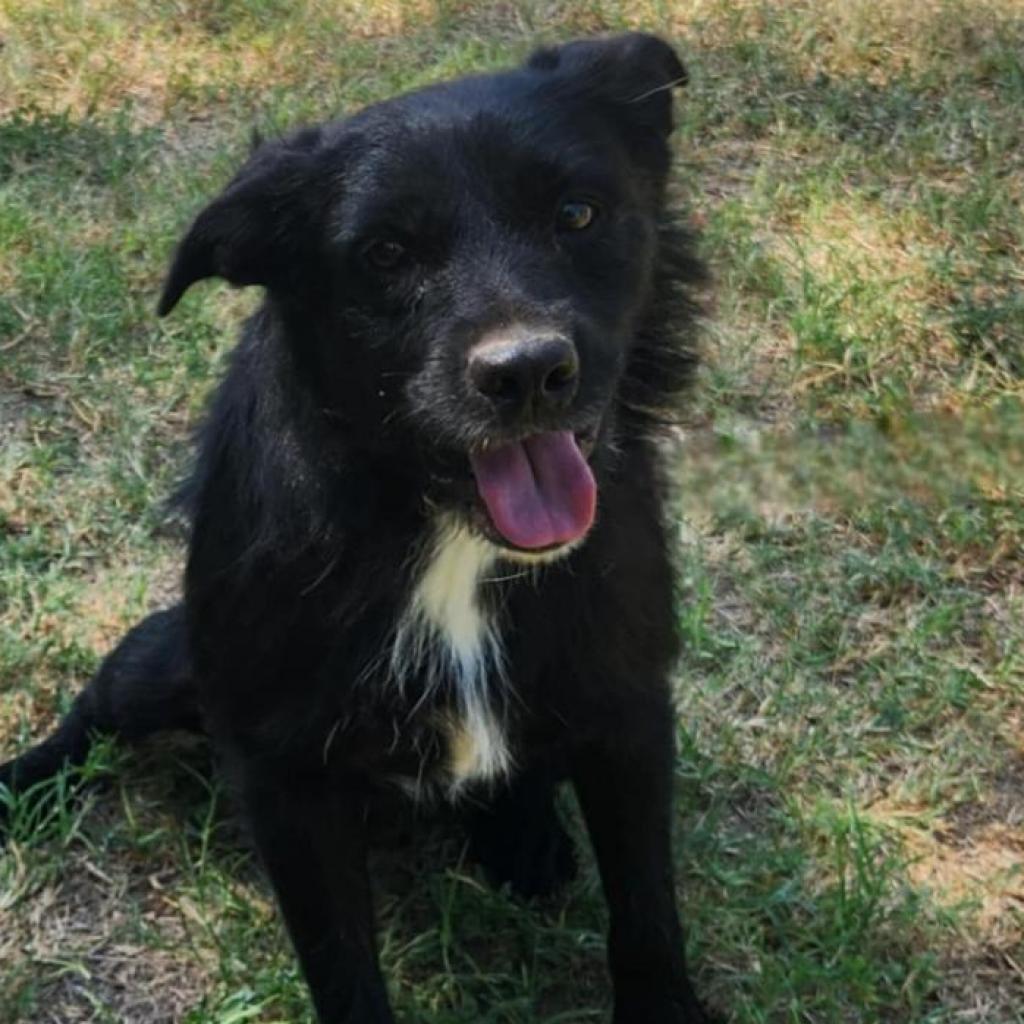 Stanley JuM*, Adoptable, Adult Male Terrier & Shar-Pei.