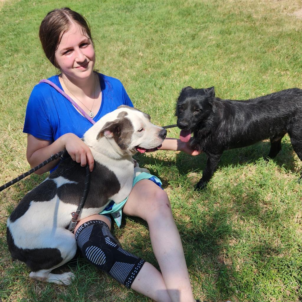 Enlarge Stanley JuM*, a Adoptable mixed breed in Austin, TX image 4/6