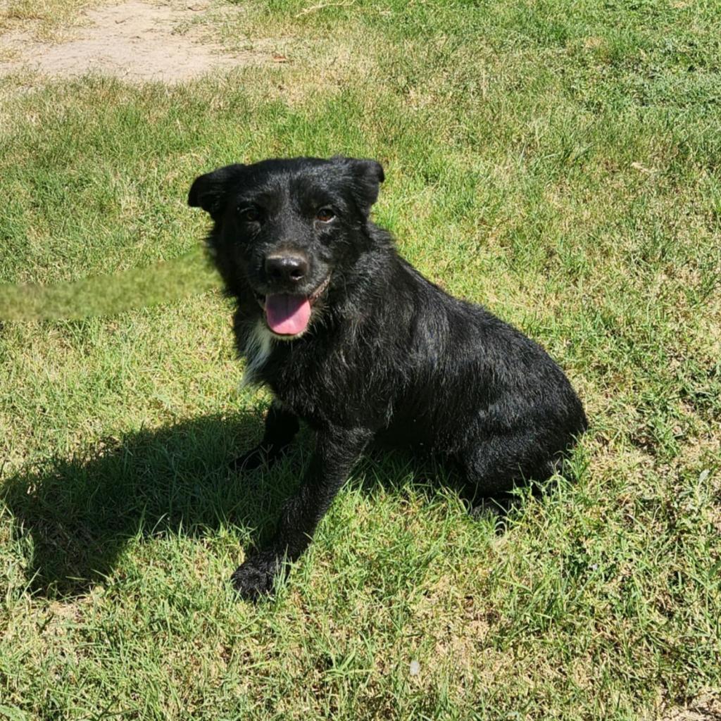 Enlarge Stanley JuM*, a Adoptable mixed breed in Austin, TX image 5/6