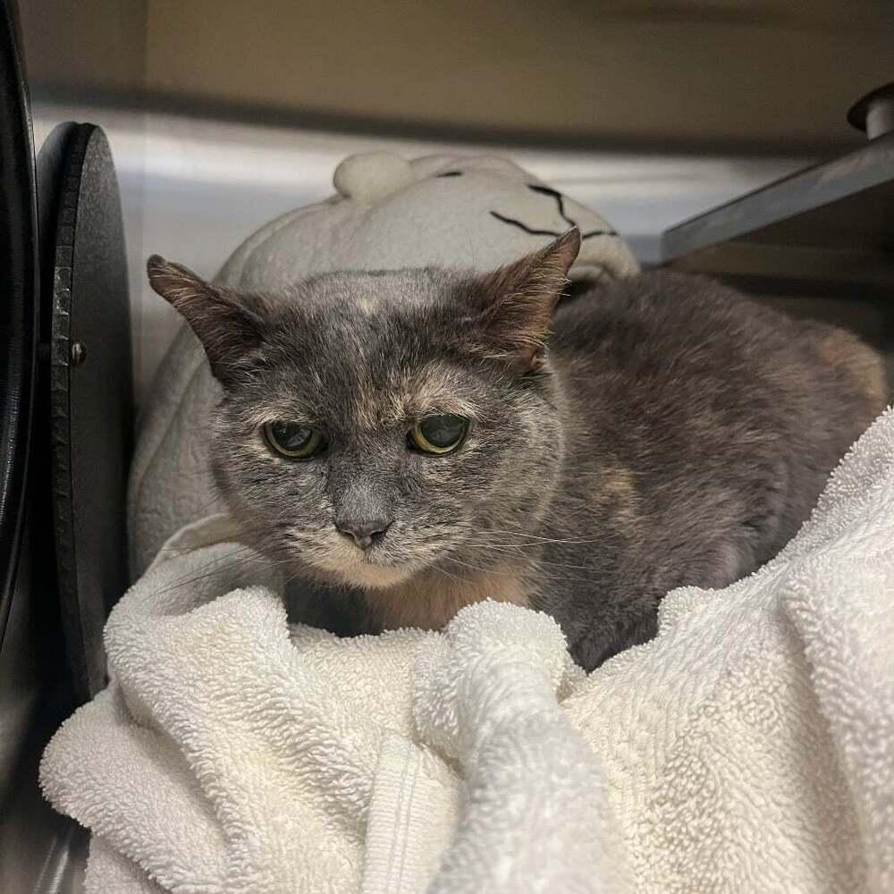 Mia, Adoptable, Adult Female Domestic Short Hair.