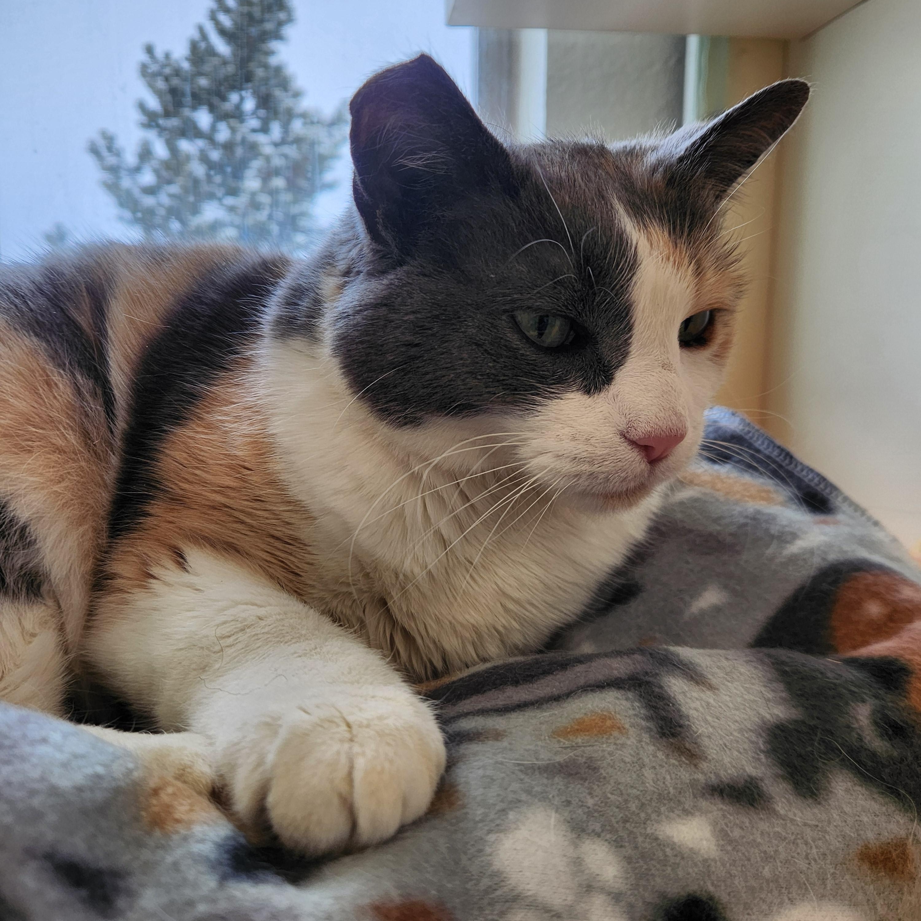 Maizy, ADOPTABLE, Senior Female Domestic Short Hair.