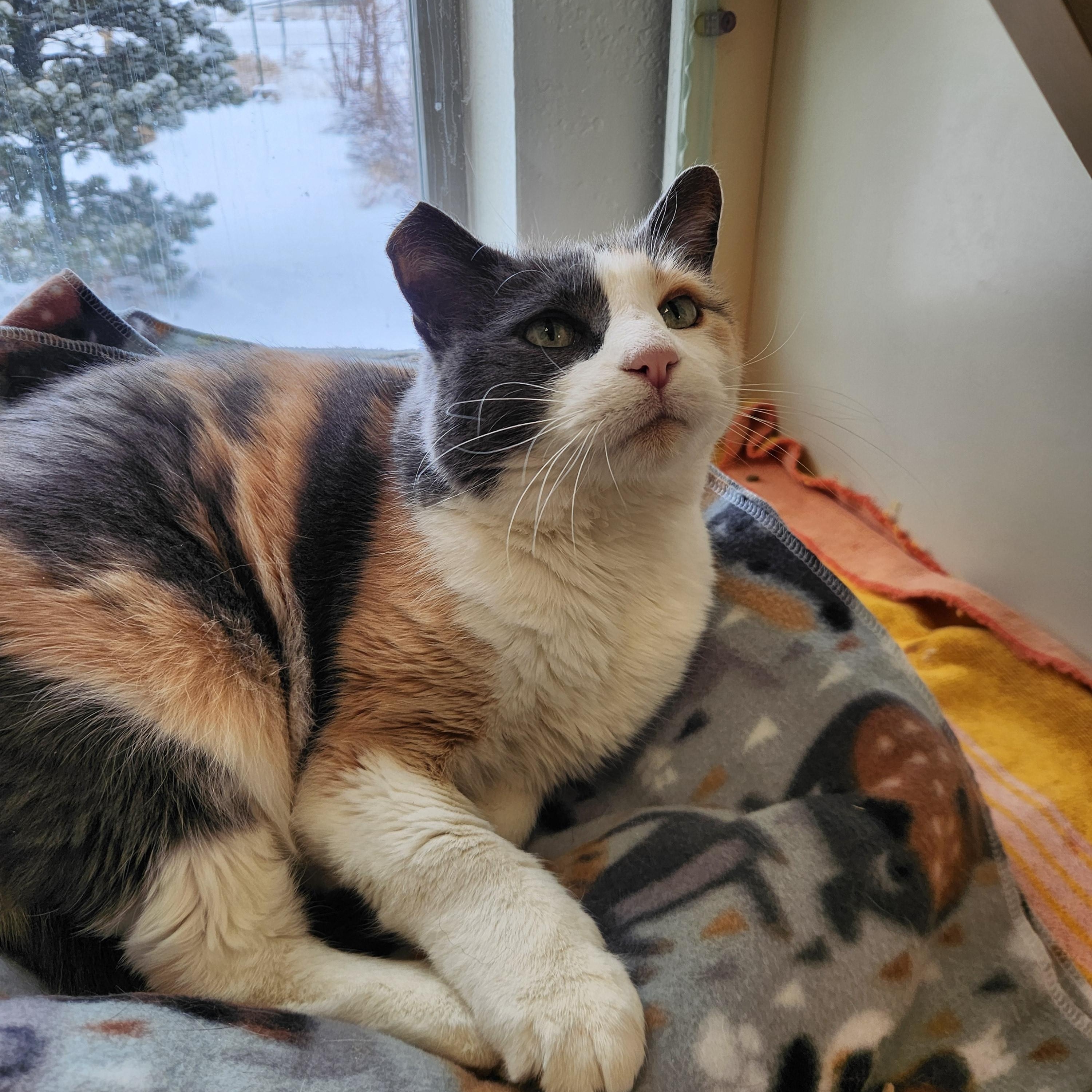 Maizy, a ADOPTABLE mixed breed in Buena Vista, CO image 2/3