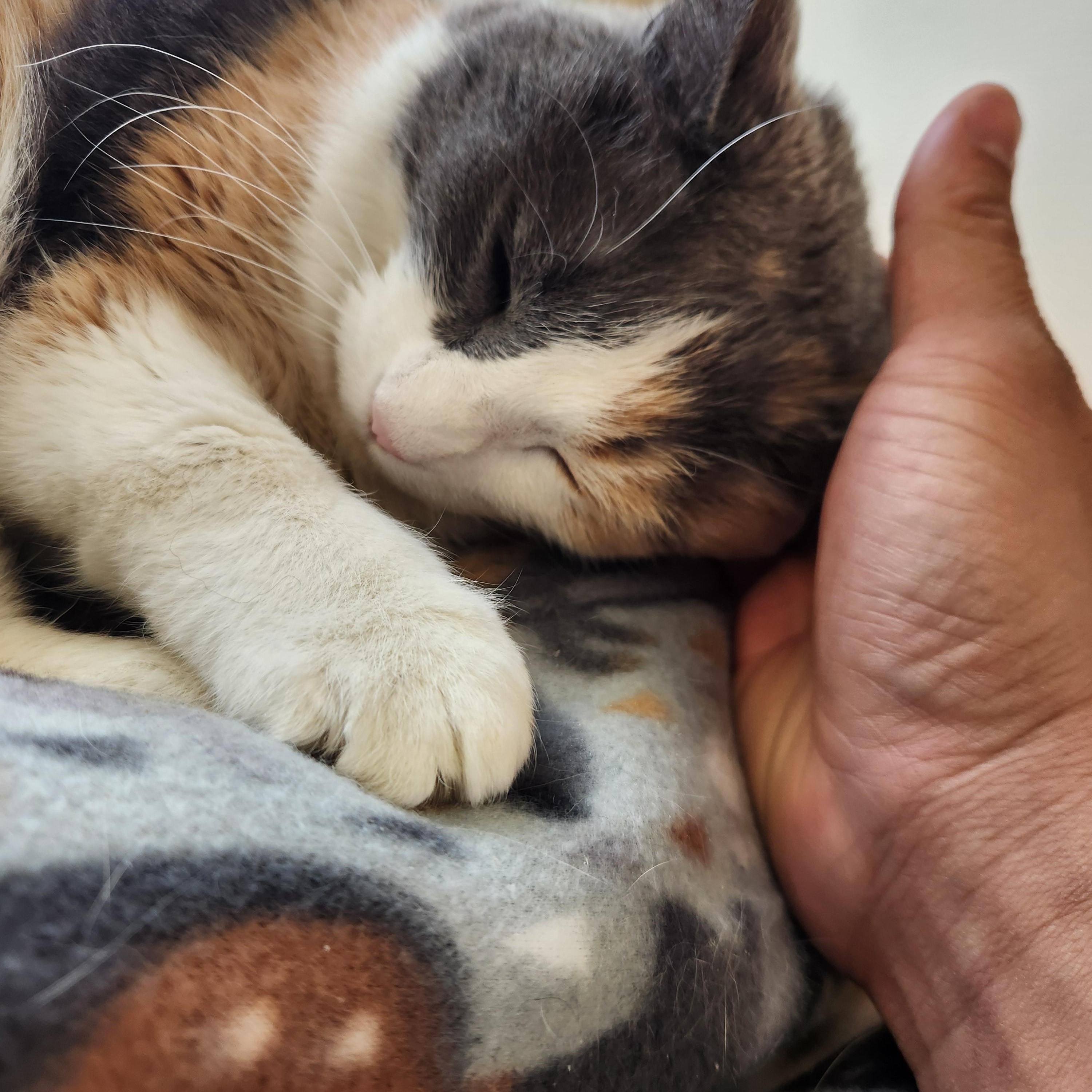 Maizy, a ADOPTABLE mixed breed in Buena Vista, CO image 3/3