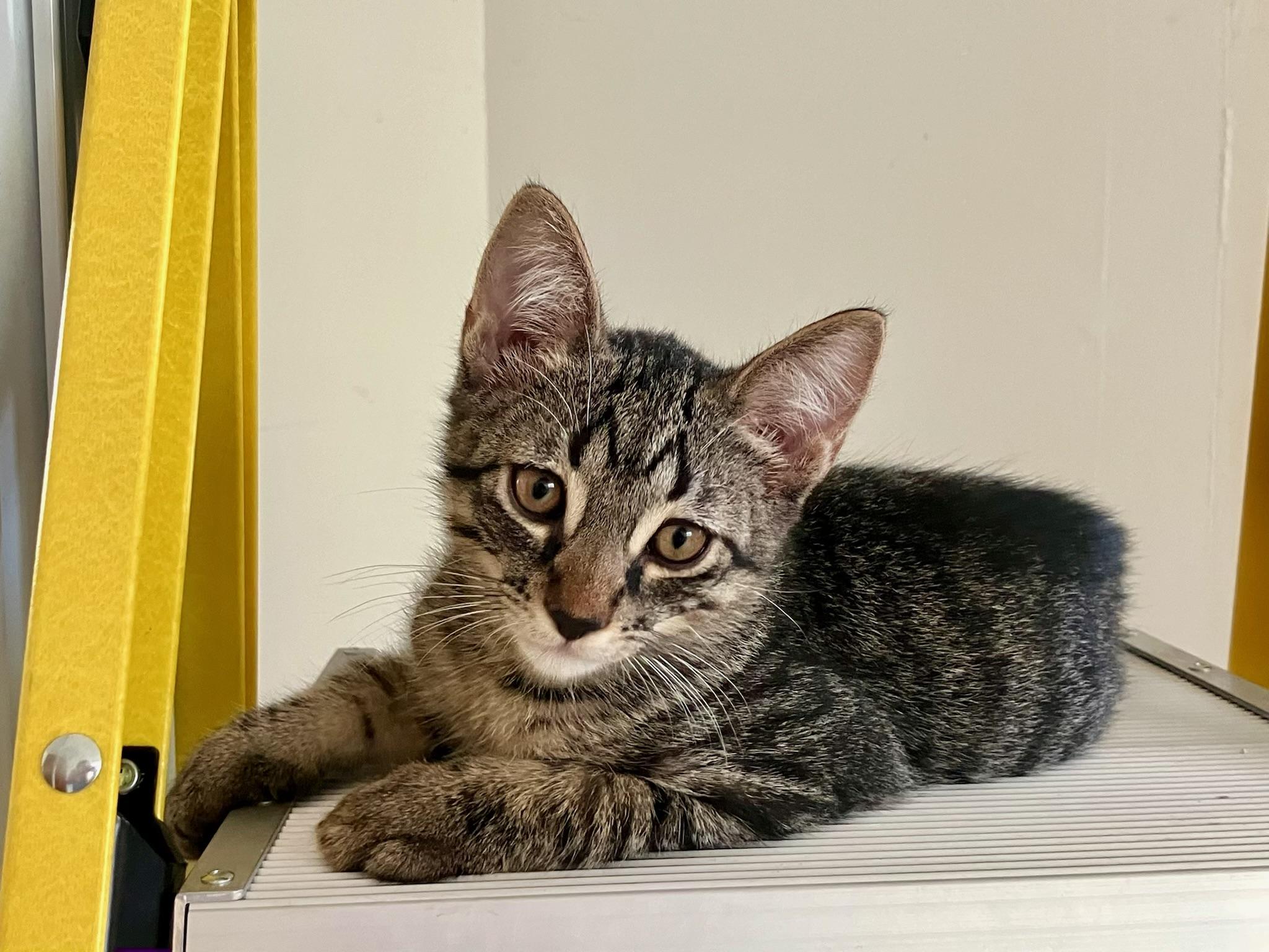 Nitro, Adoptable, Kitten Male Domestic Short Hair.