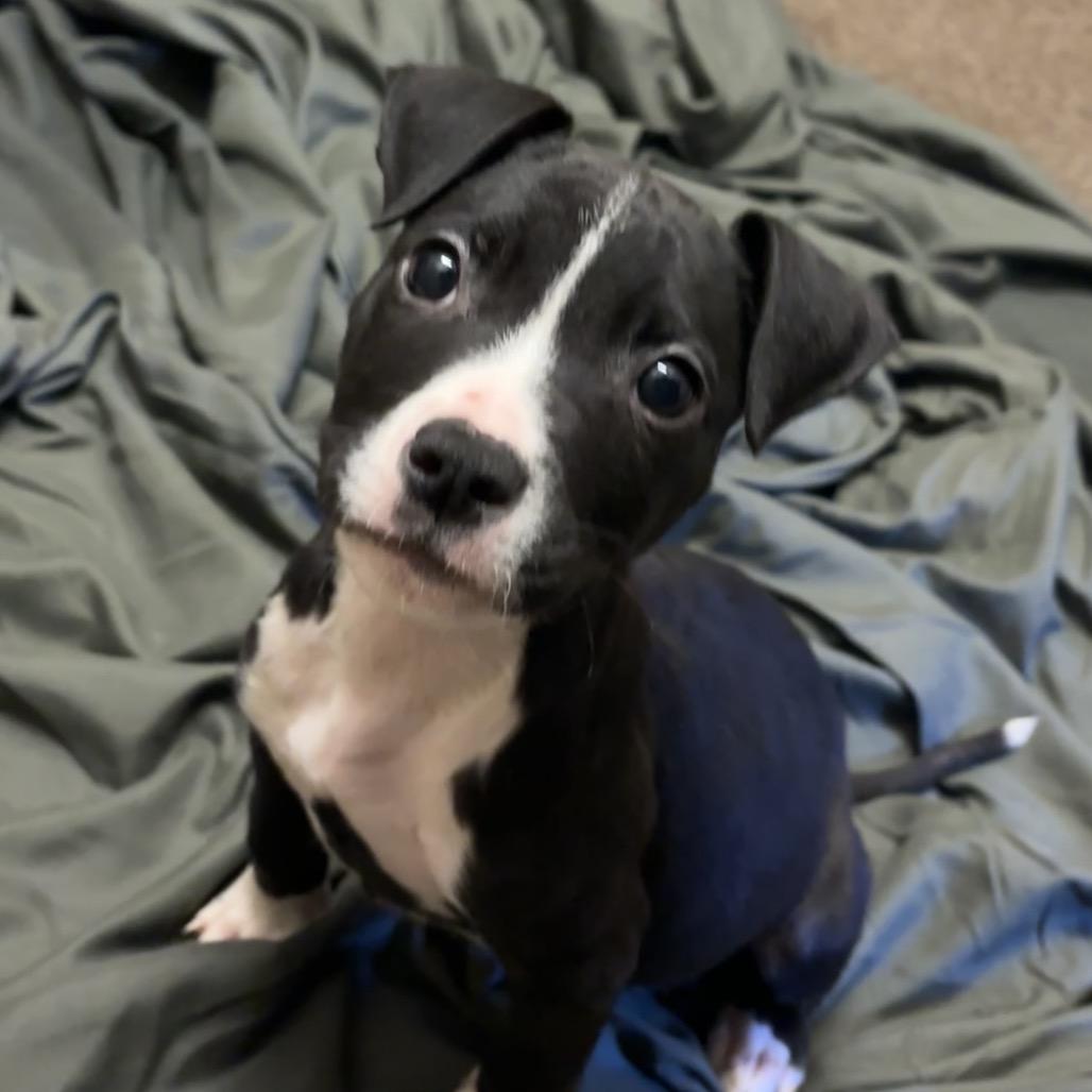 Enlarge Little Bill, a Adoptable Boston Terrier in Hinesville, GA image 1/1