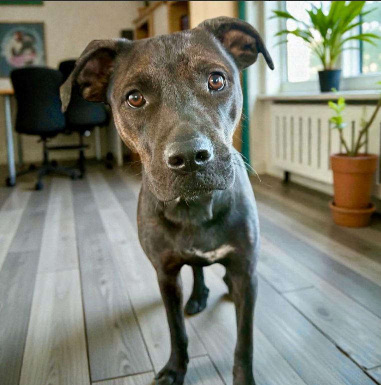 Enlarge Gina, a ADOPTABLE mixed breed in Mead, CO image 1/1