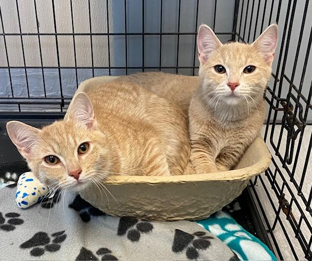 Enlarge Milo & Pooh Bear, a Adoptable Domestic Short Hair in Winchester, KY image 1/1