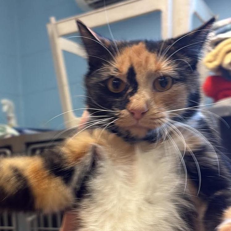Enlarge Frappe, a Adoptable Domestic Short Hair in Toms Brook, VA image 1/2