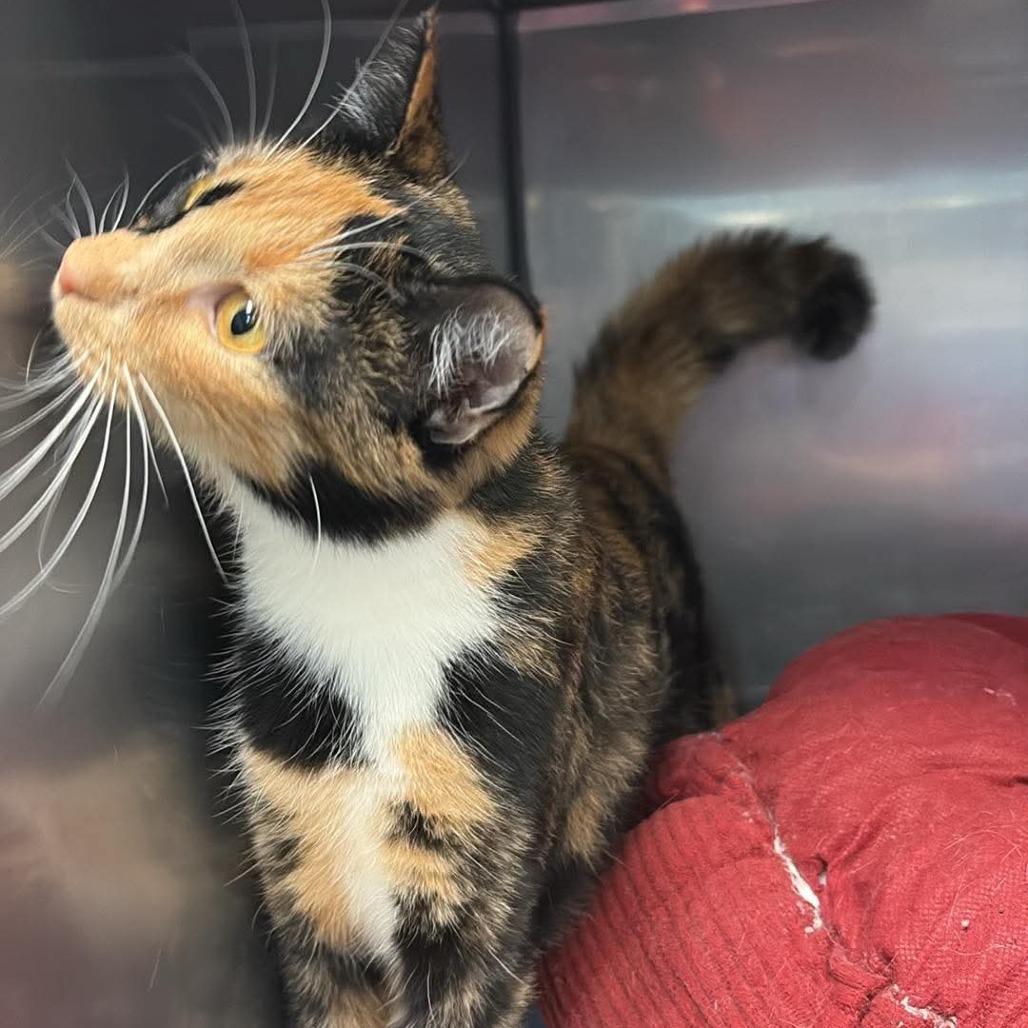 Enlarge Frappe, a Adoptable Domestic Short Hair in Toms Brook, VA image 2/2