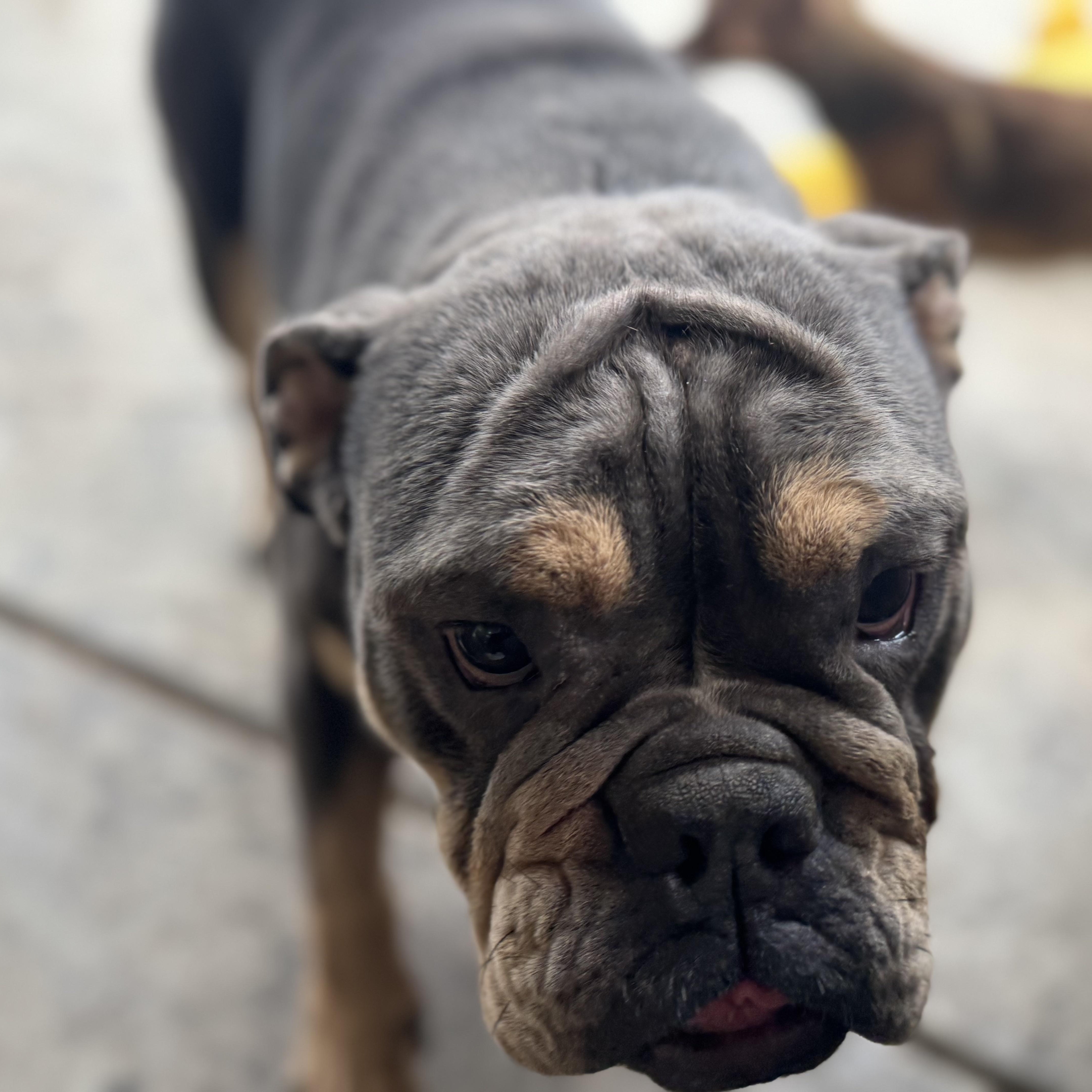 Enlarge Ms. Goofy Fiona, an adopted English Bulldog in Ridgefield, WA image 4/4